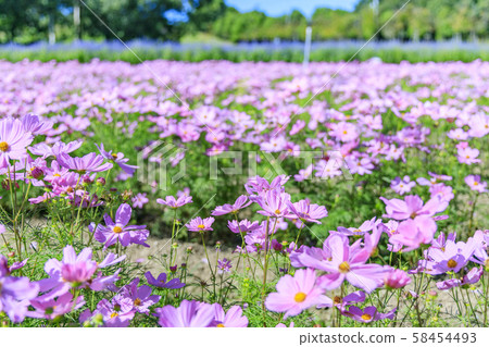 Umami Hillside Park Autumn 58454493