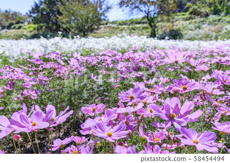 Umami Hillside Park Autumn 58454494