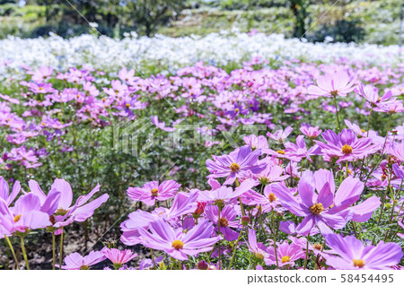 Umami Hillside Park Autumn 58454495