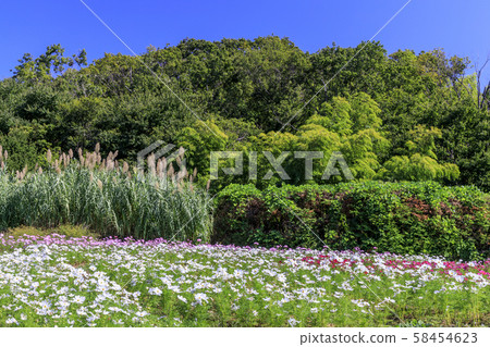 鮮味山坡公園秋天 58454623
