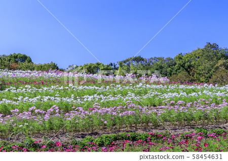 鮮味山坡公園秋天 58454631