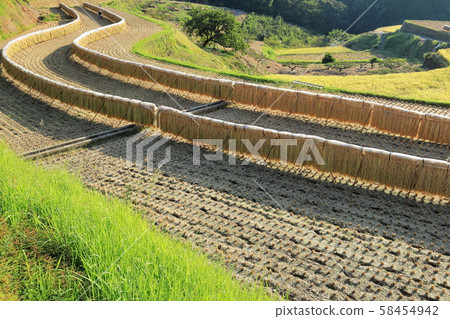 Ogikiba的水稻梯田 58454942