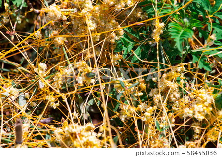 Dodder Genus Cuscuta is The parasite wraps Dodder Genus Cuscuta is The parasite wraps 58455036