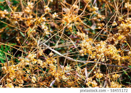 Dodder Genus Cuscuta is The parasite wraps 58455172