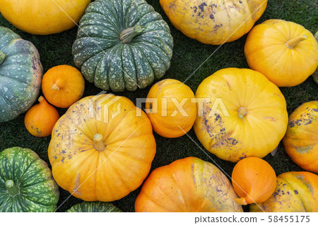 A flat lay photo of colorful pumpkins collected at harvest A flat lay photo of colorful pumpkins collected at harvest 58455175