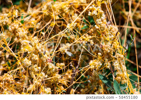 Dodder Genus Cuscuta is The parasite wraps Dodder Genus Cuscuta is The parasite wraps 58455180