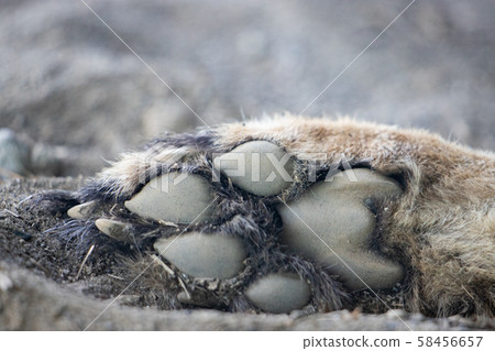 獵豹的爪子 58456657