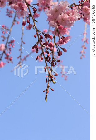 Blue sky and fern trees Blue sky and fern trees 58456665