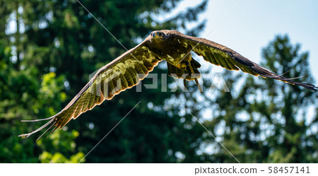 Harris's hawk, Parabuteo unicinctus, bay-winged hawk or dusky hawk Harris's hawk, Parabuteo unicinctus, bay-winged hawk or dusky hawk 58457141