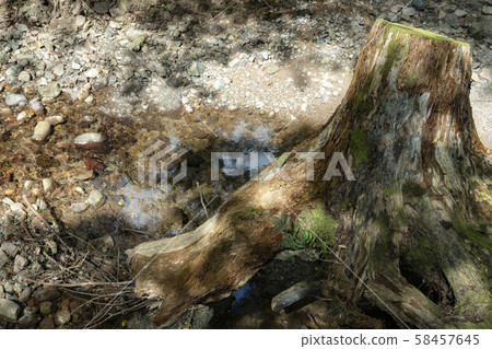 Driftwood in the forest 58457645