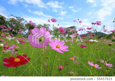 波斯菊花綻放 波斯菊花綻放 58457815