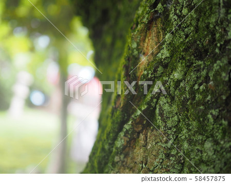 Moss and light 58457875