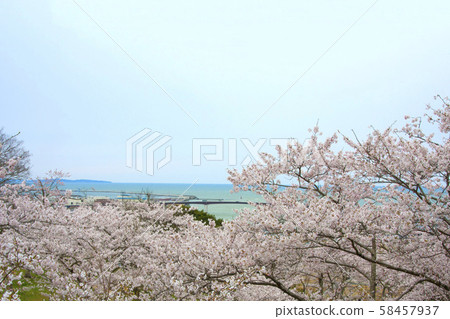Sakura of Hiyoriyama and Ishinomaki Port 58457937