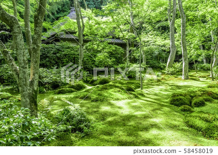 《京都》鮮綠色魚角寺 58458019