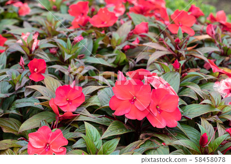 Impatiens walleriana Hook. f. Impatiens walleriana Hook. f. 58458078
