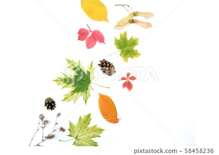 Isolated autumn leaves and cones on white background. fall flat lay, top view creative objects Isolated autumn leaves and cones on white background. fall flat lay, top view creative objects 58458236