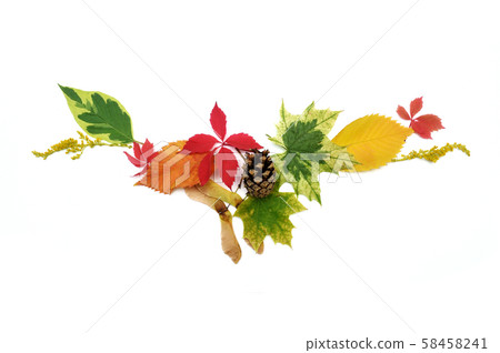 Isolated autumn leaves and cones on white background. fall flat lay, top view creative objects Isolated autumn leaves and cones on white background. fall flat lay, top view creative objects 58458241