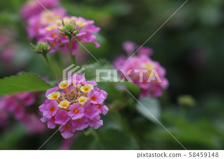 馬纓丹 馬纓丹 58459148
