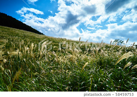 Sengokuhara_No5 58459753