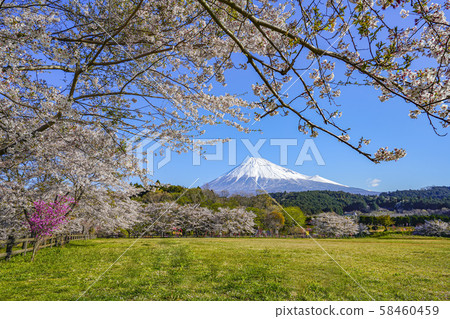 Mt. Fuji Cherry blossom viewing Ohori Park [Fuji City] 58460459