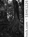 Black and white tree 58461226
