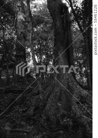 Black and white tree Black and white tree 58461226