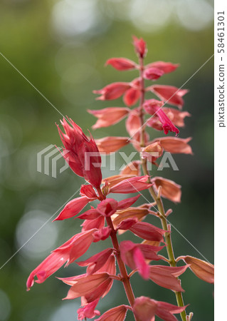 Crimson Salvia 58461301