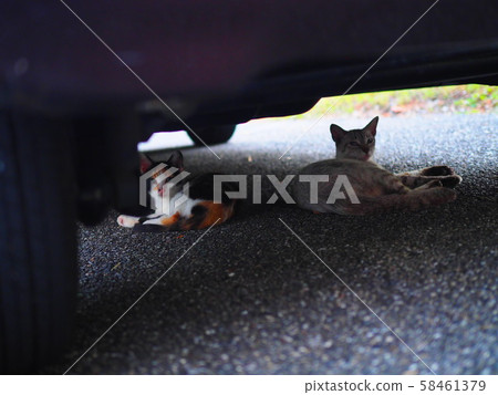 Kitten and adult cat looking back from the shadow of a car 58461379