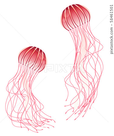 Jellyfish illustration_Red jellyfish_2 Jellyfish illustration_Red jellyfish_2 58461501