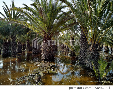 Flooded palm trees gardens Flooded palm trees gardens 58462021