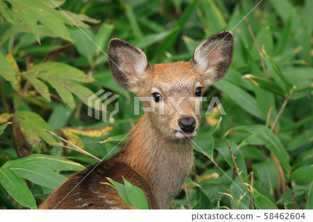Sika deer up 58462604