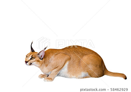 Caracal cat,kitty 8 month isolate on Caracal cat,kitty 8 month isolate on 58462929