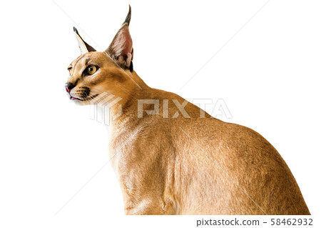 Caracal cat,kitty 8 month isolate on 58462932