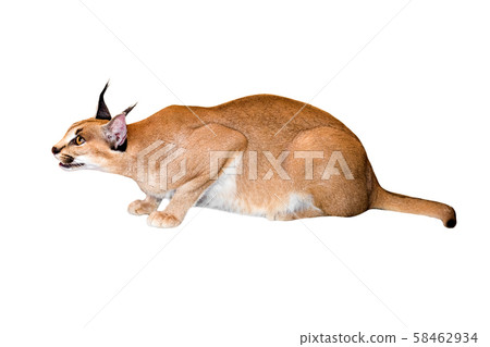 Caracal cat,kitty 8 month isolate on 58462934