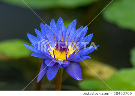 Blue water lily flower 58463709