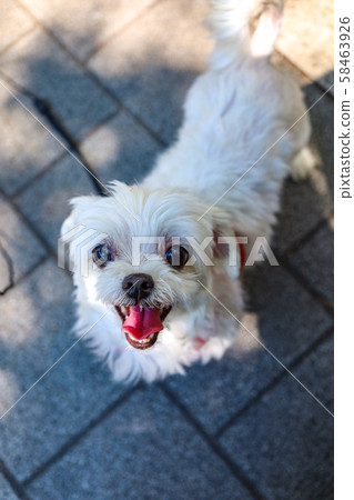 Pet Snacks Pet Snacks 58463926