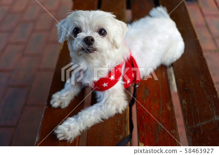 Pet walking Pet walking 58463927
