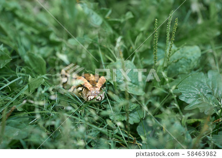 Scary phyton creeping in garden. 58463982
