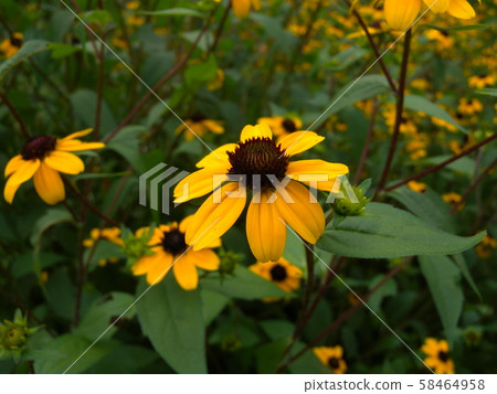 Rudbake Tacao 58464958