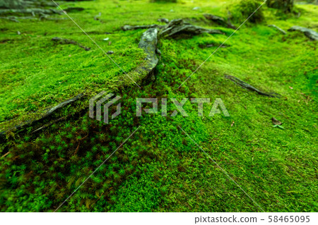 霍澤寧的苔蘚 58465095