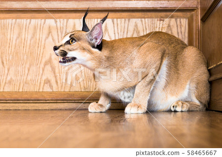 Caracal cat,kitty 8 month isolate on 58465667