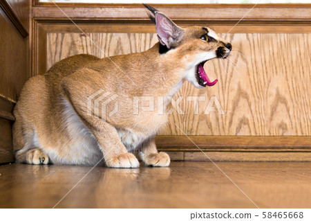 Caracal cat,kitty 8 month isolate on 58465668