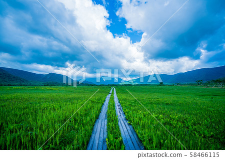 Ozegahara的樹路 Ozegahara的樹路 58466115