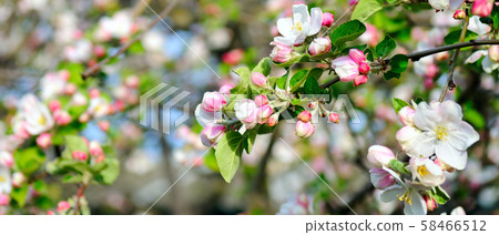 Flowers of an apple tree. Shallow depth of field. 58466512