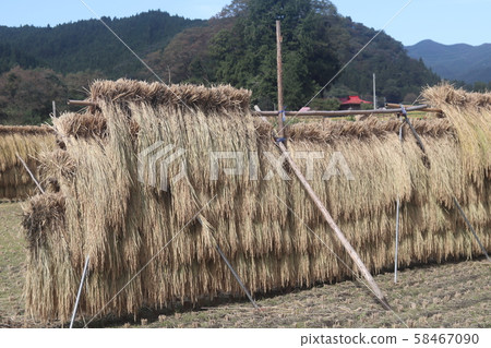 Inaboshi dried 201904 Inaboshi dried 201904 58467090