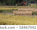 Rice bundle drying 201906 58467092