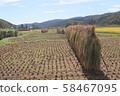 Rice bundle drying 201909 58467095