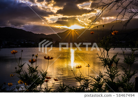 Kibana Cosmos Blooming Hirosawa Pond Sunset Kibana Cosmos Blooming Hirosawa Pond Sunset 58467494