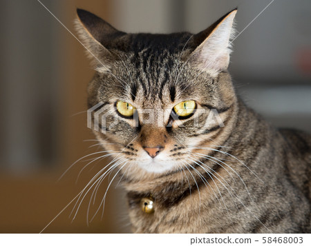 Domestic cat Domestic cat 58468003