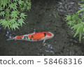 鯉魚在花園裡 58468316